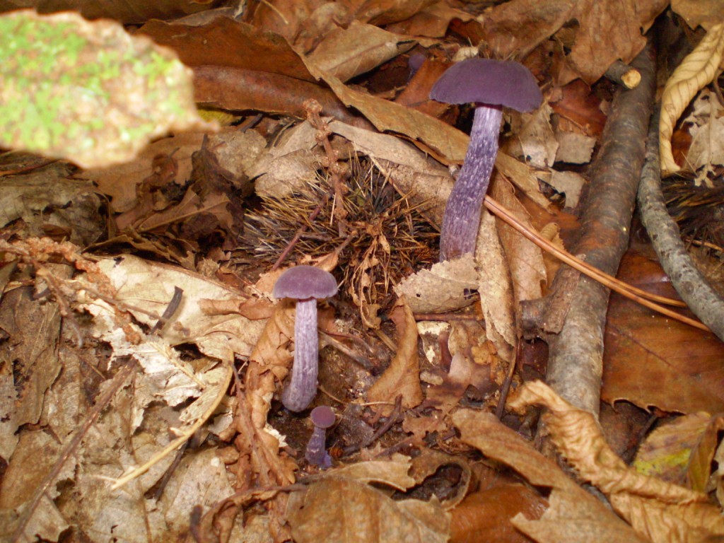 da determinare (viola)